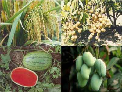 อาชีพเพาะพันธุ์ไม้ในเขตที่ราบลุ่มแม่น้ำโขง